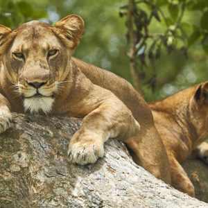3 Days Queen Elizabeth National Park Safaris