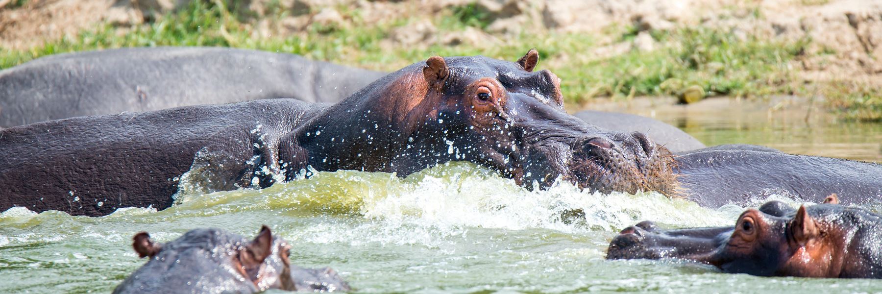 Hippos-1 Hippos