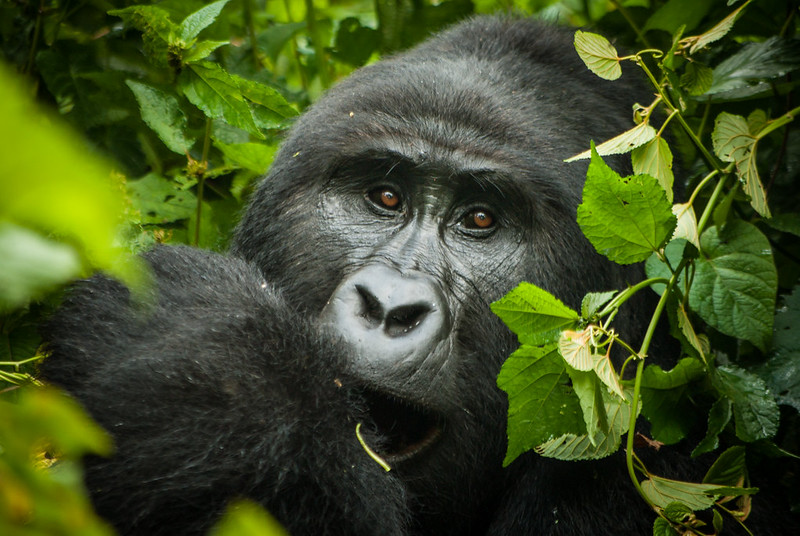 bwindi-gorilla-trek-1 Bwindi gorilla trek