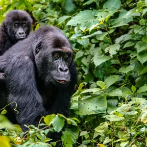 3 Days Uganda Gorilla Trekking & Safaris