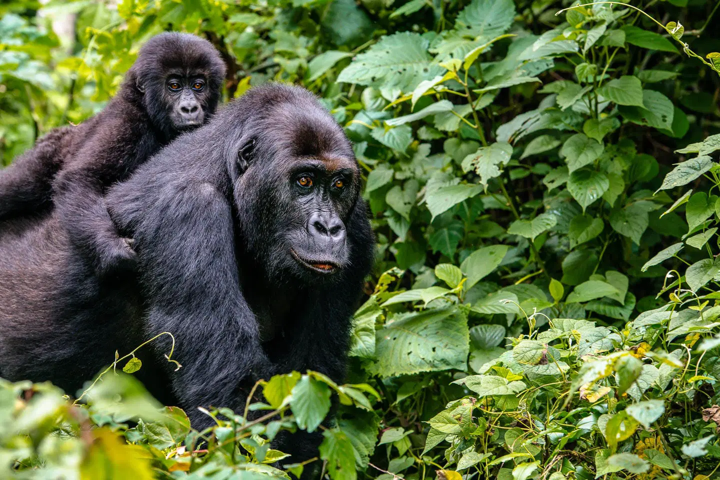 gorilla-trekking-forest-timbuktu-travel Gorilla trekking forest timbuktu travel