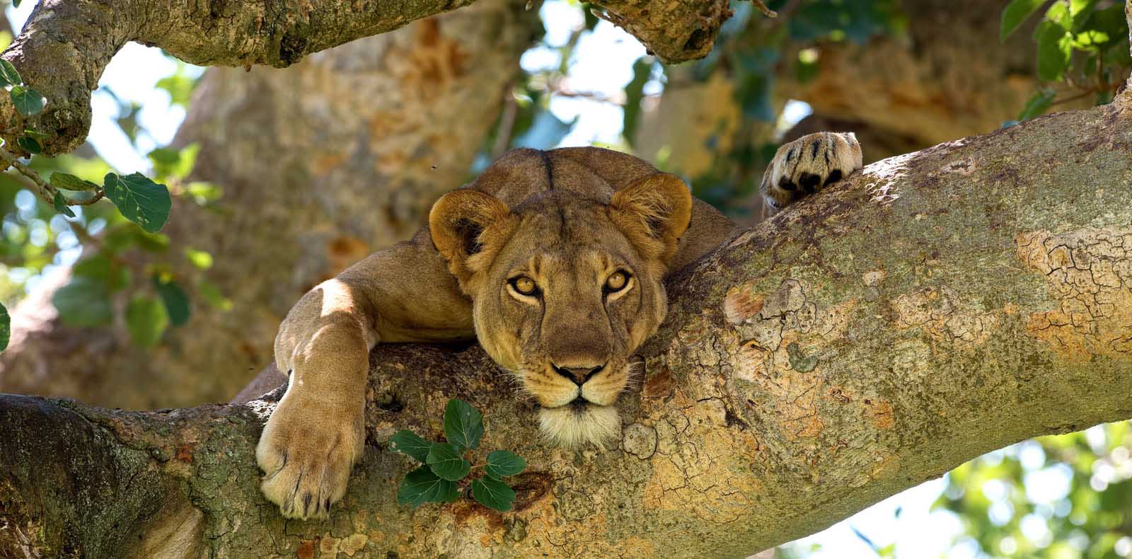 ishasha-lions Ishasha lions