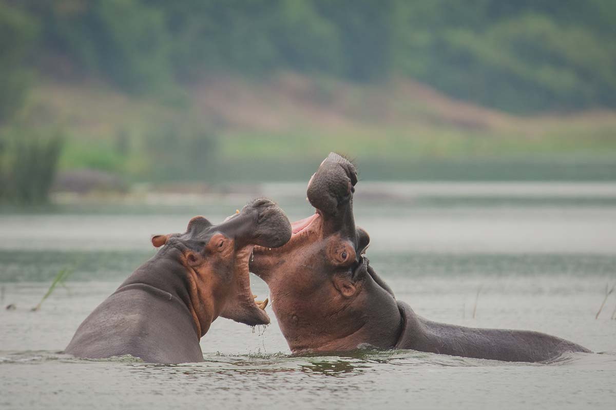 kazinga-channel-hippos Kazinga channel hippos