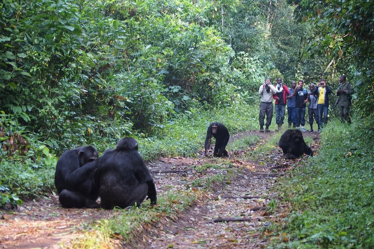 chimp-trek-kibale Chimp trek kibale