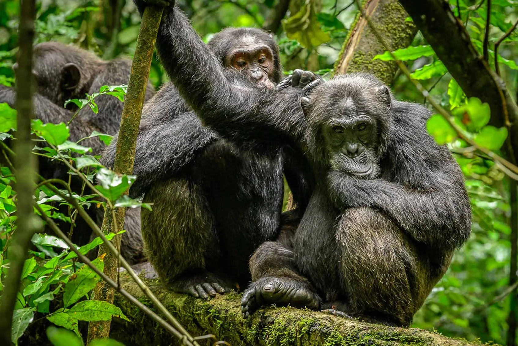 common-chimpanzee-0231-edited Common chimpanzee 0231 edited