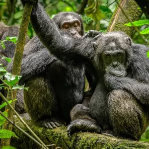 3 Days Kibaale Chimp Trekking & Game Drive