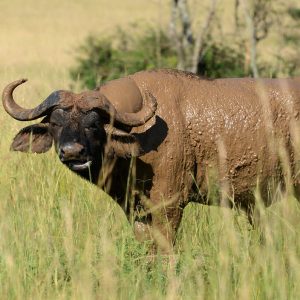 3 Days Murchison Falls National Park Safari