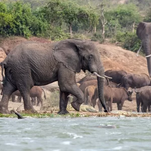 5 Days Queen Elizabeth N.P & Gorilla Safaris