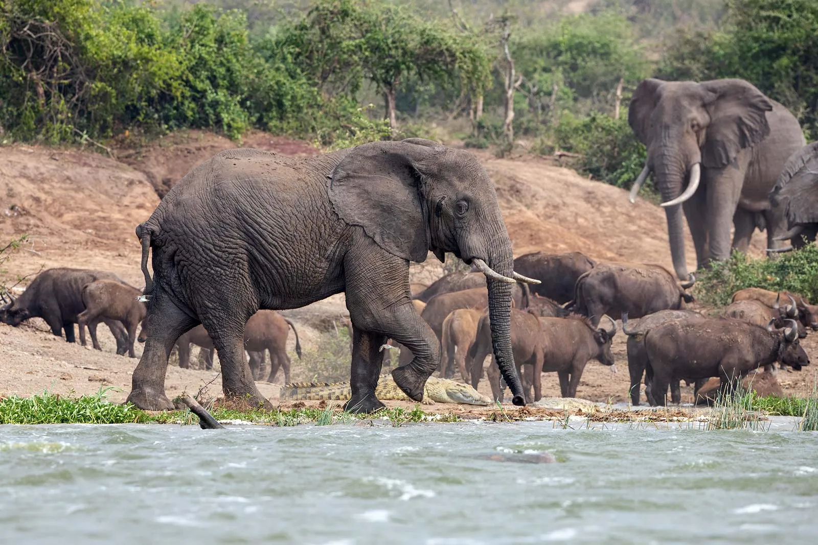 queen-elizabeth-safari-wild_ Queen elizabeth safari wild