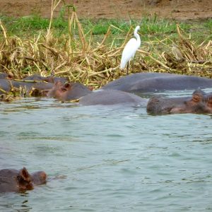 Tembo safari lodge (2)